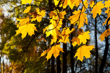 Fototapeta na wymiar Yellow maple leaves
