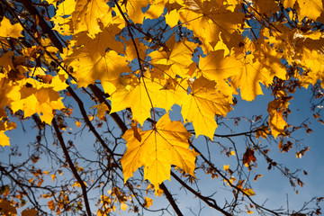 Fototapeta na wymiar Bright yellow maple leaves