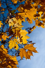 Yellow maple leaves against the sky