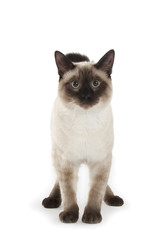 Siamese cat