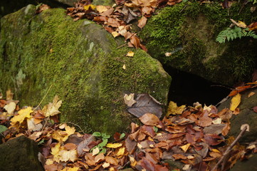SONY DSC