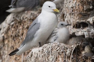 Dreizehenmöwe, Black-legged Kittiwake, Rissa tridactyla