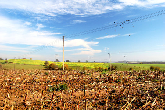 Agriculture landscape
