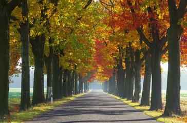 Allee im Herbst - avenue in fall 28