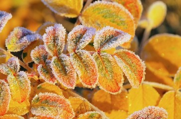Rosenblatt mit Raureif - rose leaf with hoarfrost 01