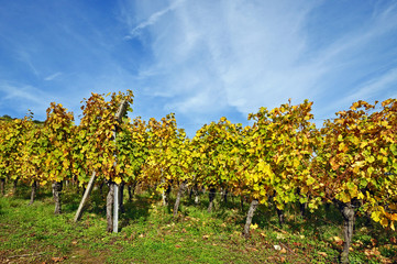 Francia, vigneti di Alsazia in autunno dopo la vendemmia