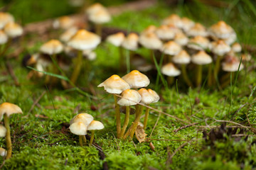braune weisse pilze im moos wald walpilze natur closeup