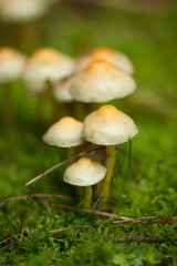 braune weisse pilze im moos wald walpilze natur closeup