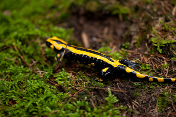 kleiner schwarz gelber feuersalamander im wald grüner moos