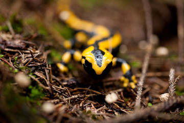 kleiner schwarz gelber feuersalamander im wald grüner moos