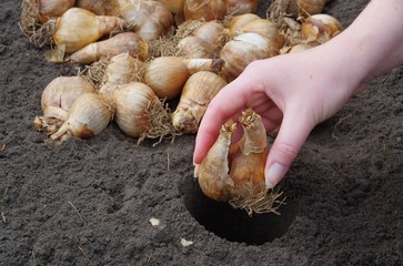 Zwiebel stecken - bulb planting 25