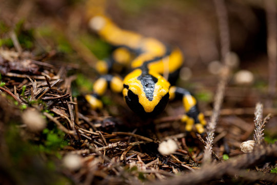 kleiner schwarz gelber feuersalamander im wald gr&uuml;ner moos