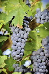 Grappolo d'uva nera sulla vite