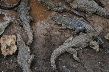 Cuban crocodile farm
