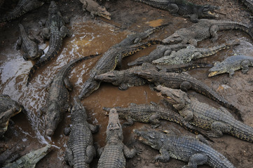 Cuban crocodile farm