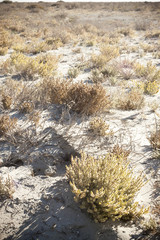 Aral Sea - kazakhstan