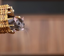 Friendly pet brown rat in wicker basket, animals at home