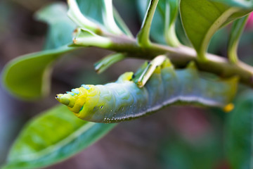 the green caterpillars on a branch