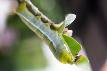 the green caterpillars hang branch so eat leaves