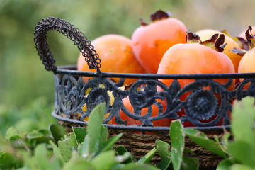 persimmon in basket with green background