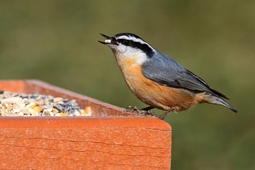 Red-breasted Nuthatch On A Feeder