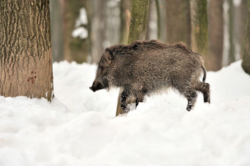 Wild boar in winter forest