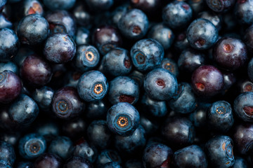 Blueberries as background