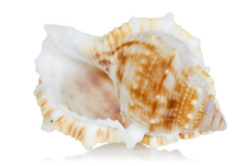 Sea shell with reflection on  a white