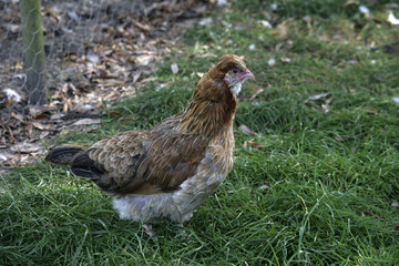 Gold duckwing araucana