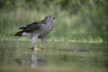 Goshawk, Accipiter gentilis
