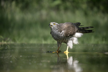 Goshawk, Accipiter gentilis