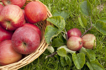 Apples in a basket
