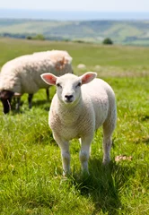 Photo sur Plexiglas Moutons agneau