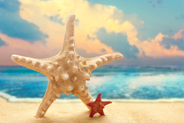 Fototapeta na wymiar Big and small starfishes on the sandy beach