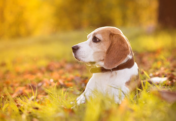 Beautiful dog