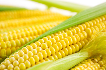 Corn cob with leaves