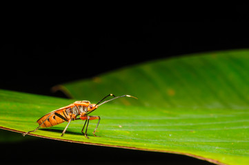 Red Stink Bug, a macro shot