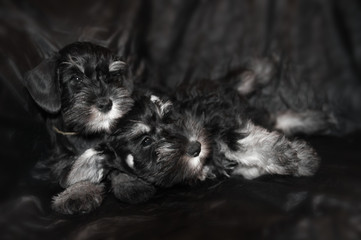 two schnauzer puppies on black background