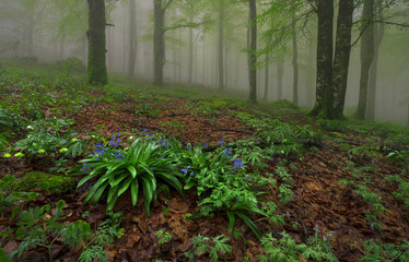 Misty forest