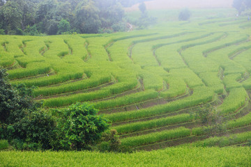 Green Terraced Rice Field with fog on the mountain in Chiangmai