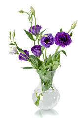 Eustoma flowers