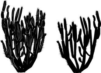 black cactus isolated on white background © Alexander Potapov