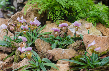 Lady slipper orchid.