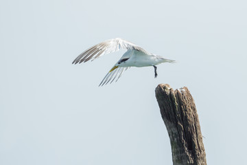 Great Crested Tern (Thalasseus bergii) start to fly in nature
