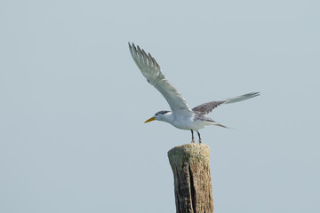 Great Crested Tern (Thalasseus bergii) on the wood column