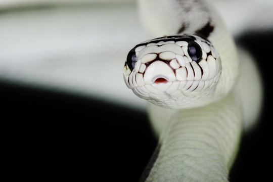 White Snake