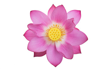 lotus rose isolé sur fond blanc