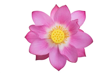 Fotobehang Lotusbloem roze lotus geïsoleerde witte achtergrond