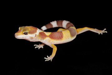 Obraz premium leopard gecko