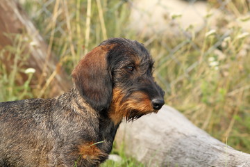 teckel breed portrait